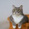 Contemplative Cat in a Basket