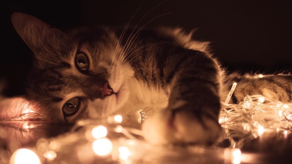 Enchanting Feline Illuminations