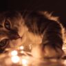 Enchanting Feline Illuminations