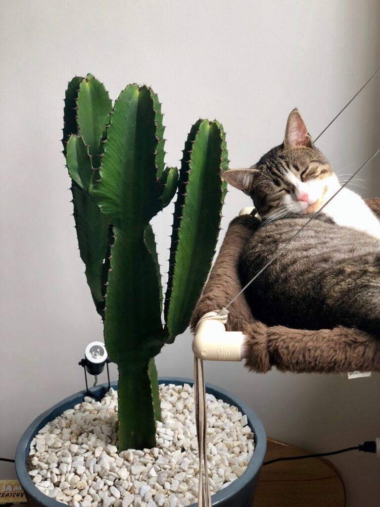 Cat Napping by the Cactus