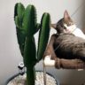 Cat Napping by the Cactus