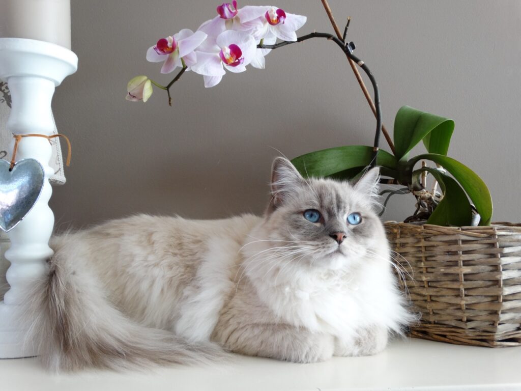 Majestic Feline Serenity