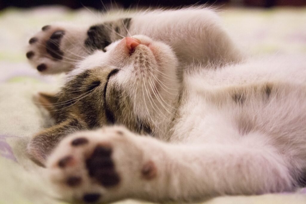 Paws in Dreamland