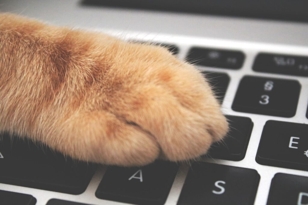 Paws on the Keyboard