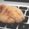 Paws on the Keyboard