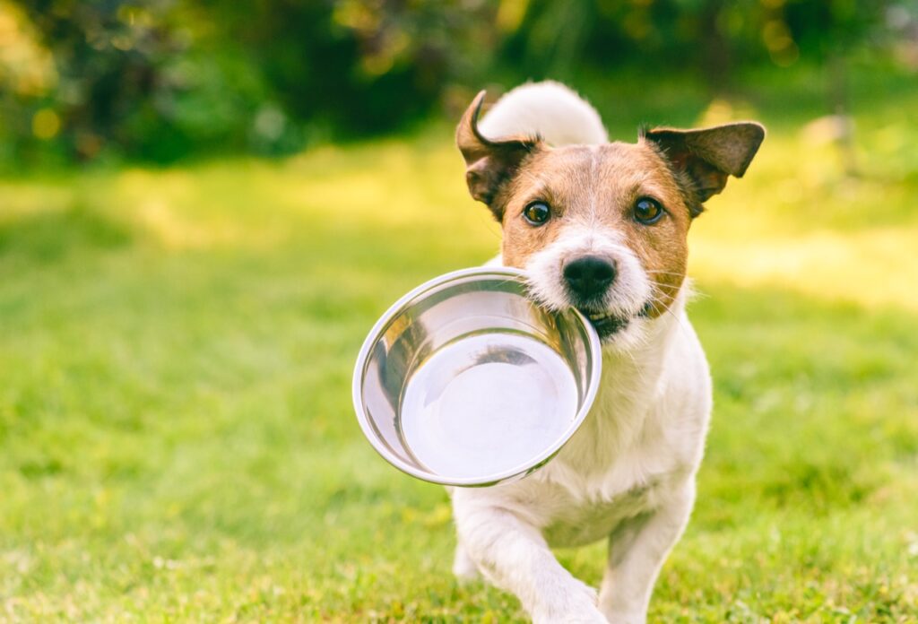 Eager for Dinner