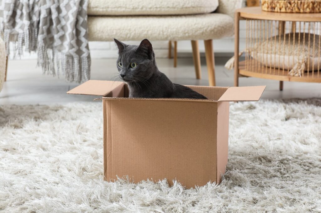 The Curious Cat in the Box