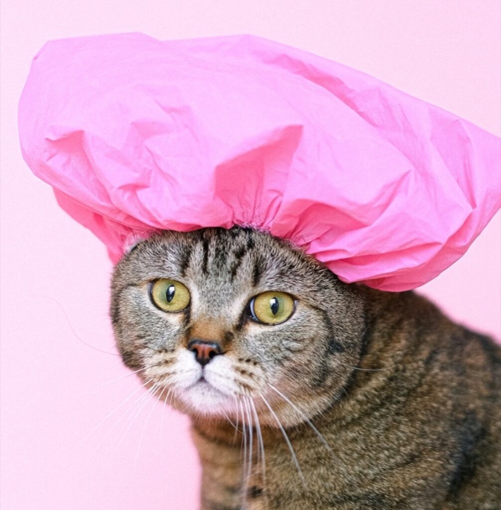 Cat in a Pink Shower Cap