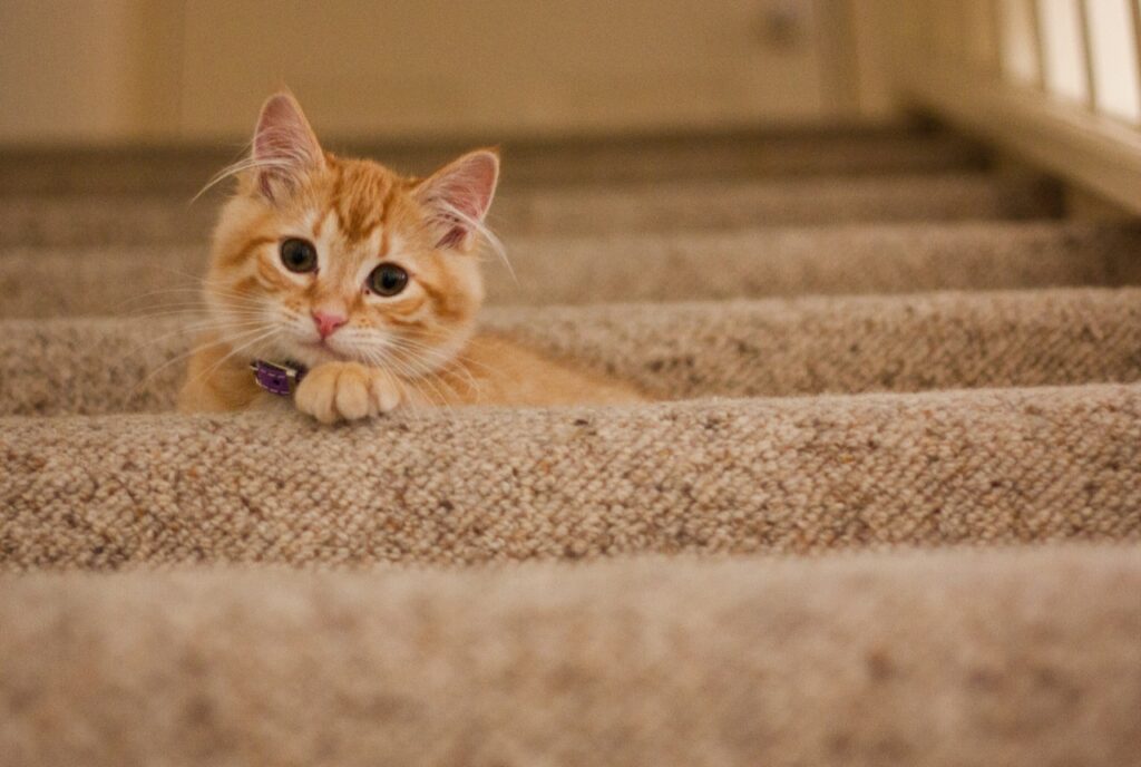 The Curious Kitten on the Stairs