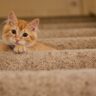 The Curious Kitten on the Stairs