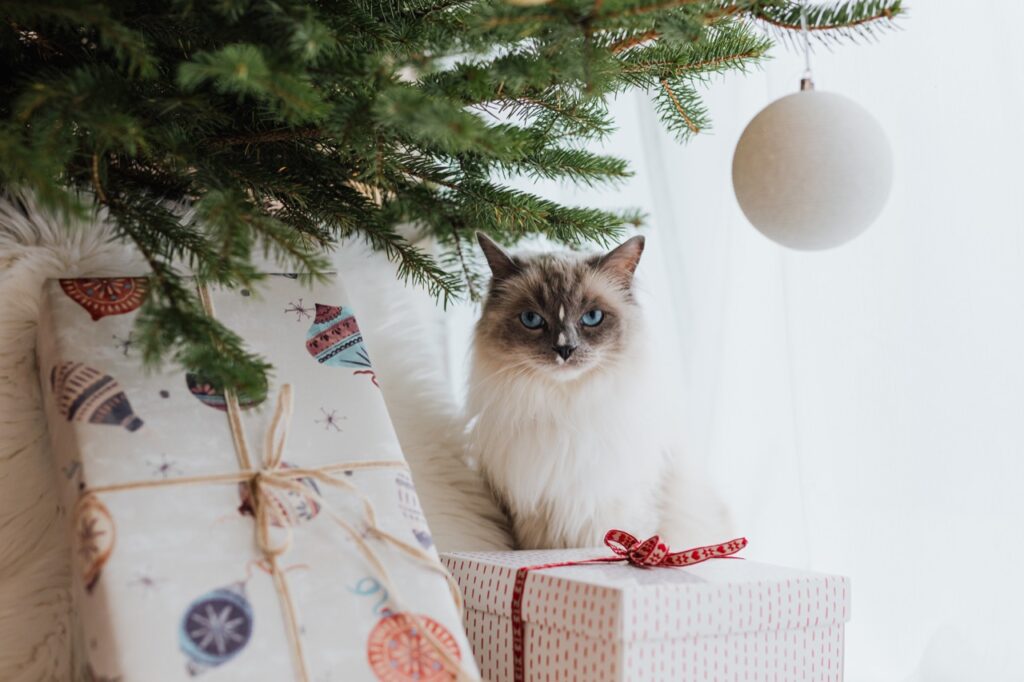 Whiskers Under the Christmas Tree