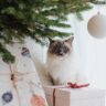 Whiskers Under the Christmas Tree