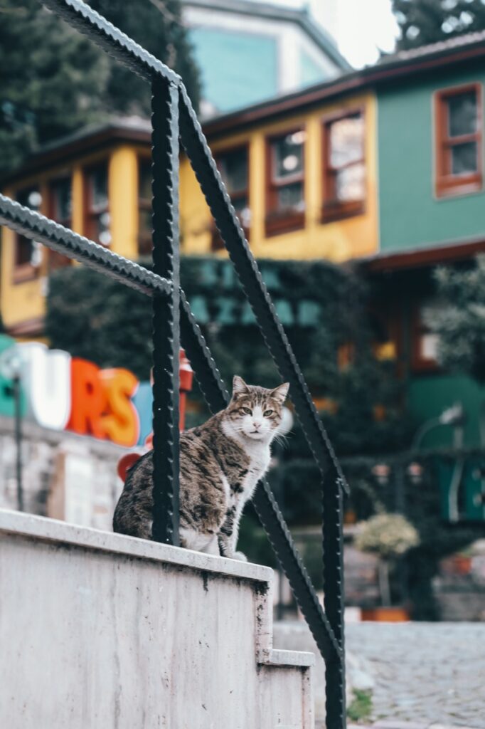 The Curious Cat of Rainbow Street