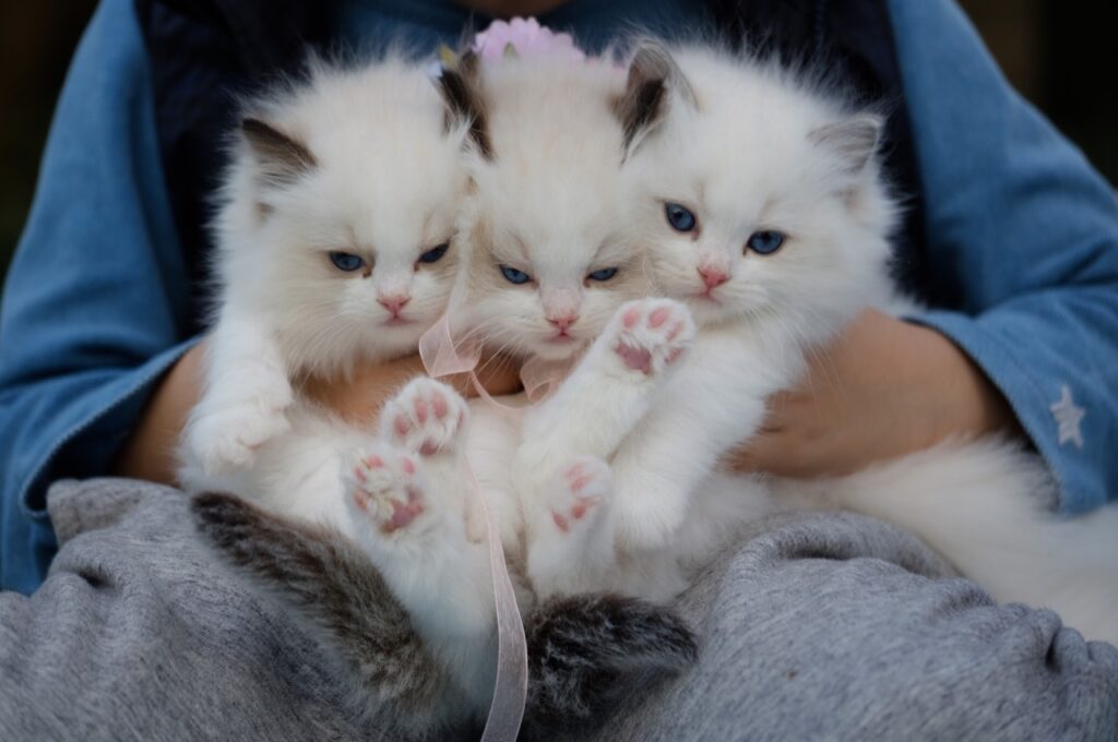 The Trio of Fluff and Mischief