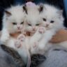 Triple Kitten Cuddle