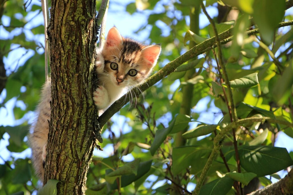 Curious Kitten in the Canopy