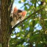 Curious Kitten in the Canopy