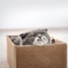 Cat in a Box of Dreams