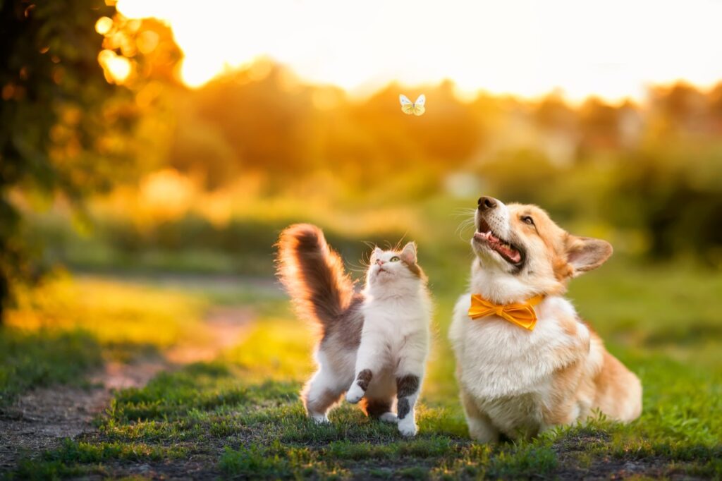 A Perfect Golden Hour Friendship