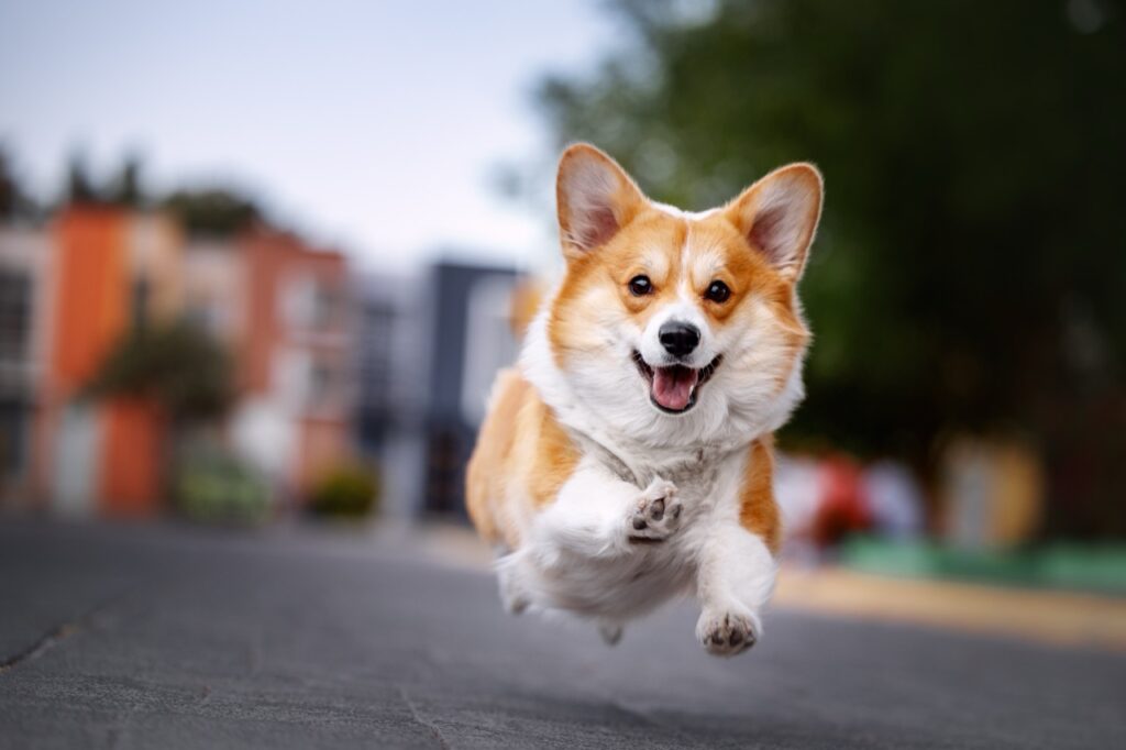 Corgi on Cloud Nine