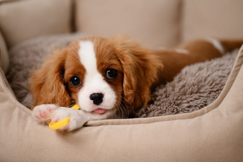 Puppy Eyes of Joy