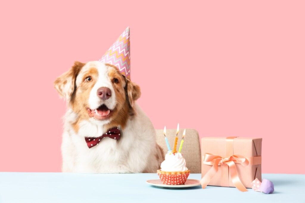 Paws and Party Hats: A Birthday Bash