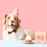 Paws and Party Hats: A Birthday Bash