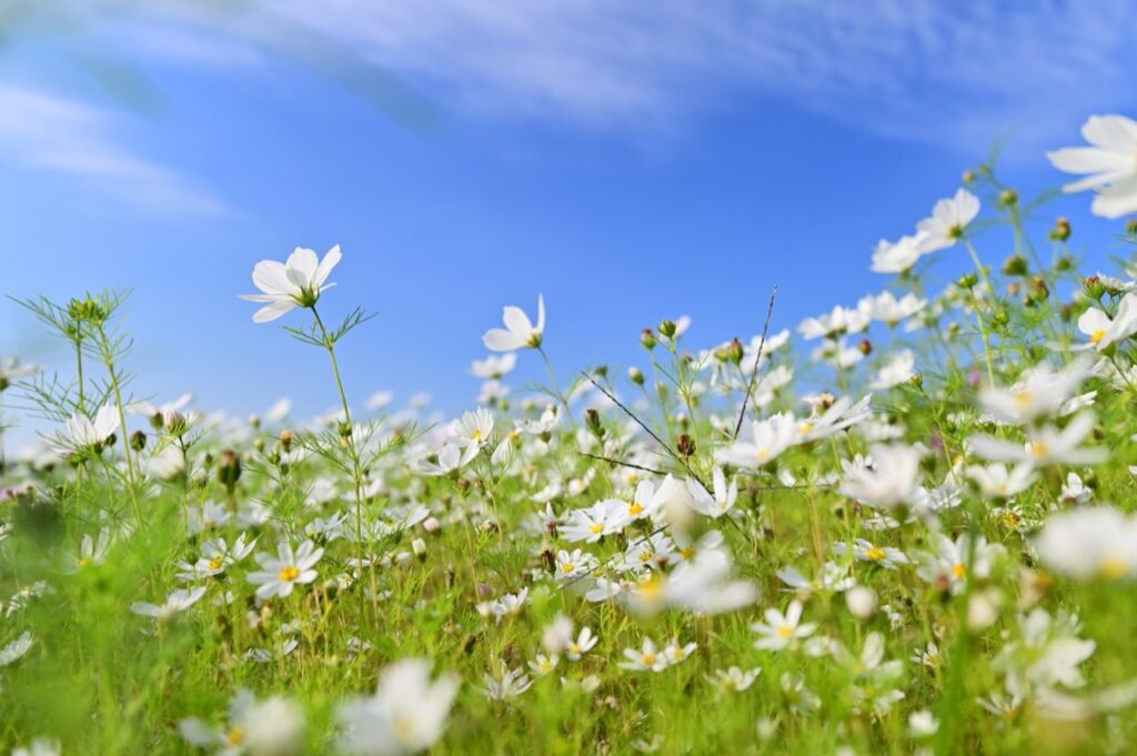 Whispers of the Summer Breeze