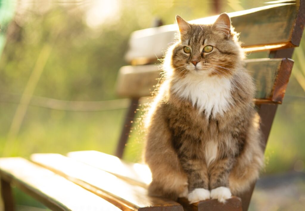 Majestic Feline at Sunset