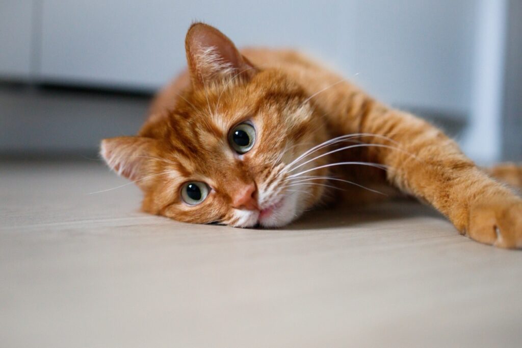 Lazy Afternoon Whiskers