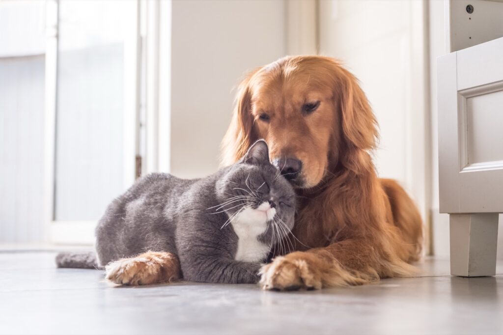 A Pawsome Friendship