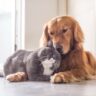 A Pawsome Friendship